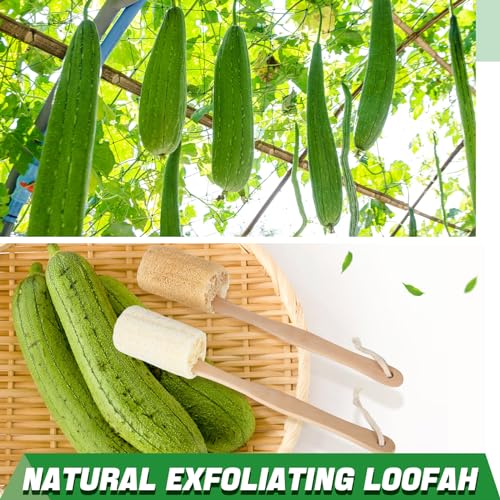 Bokon 4 Pack Natural Exfoliating Loofah Bath Back Brush Loofah Back Scrubber Long Handle for Shower Exfoliating Body Scrubber Luffa Sponge on a Stick for Men and Women, Cleans Hard to Reach Areas