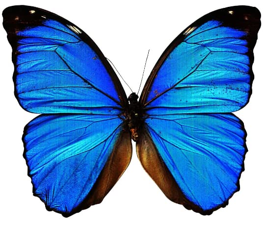 Blue Butterfly Temporary Tattoo 3-Pack – 2" Wrist