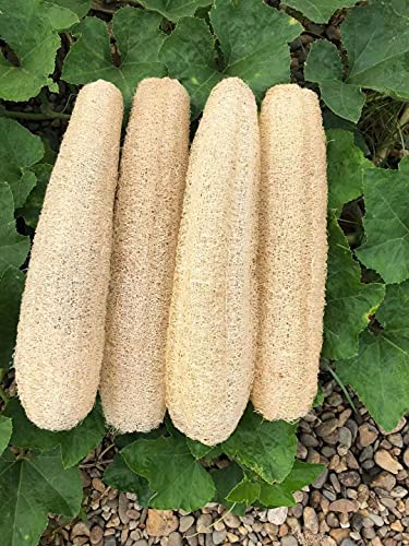 Natural Loofah Sponge 4 Pack - Organic Exfoliating Body Scrubber