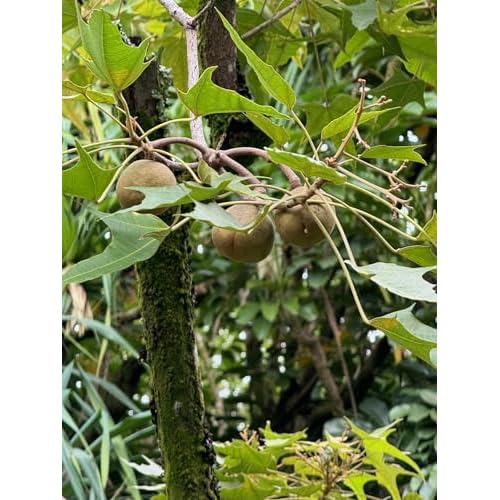 Kukui and Marula Lotion. Unique blend of Kukui, Marula and Shea Butter creates a powerful, non-greasy, long lasting skin moisturizer. Paraben Free, Sulfate Free, Cruelty Free