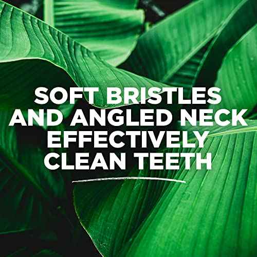 Tom's of Maine Whole Care Toothbrush, Soft, 4-Pack