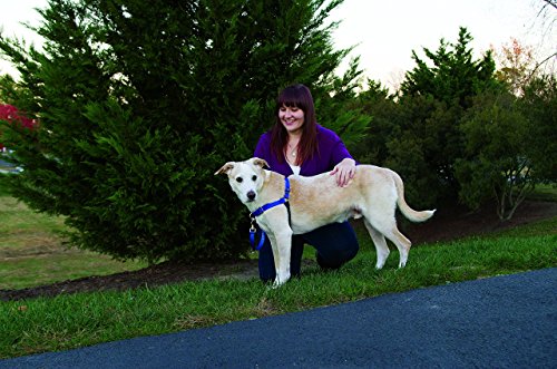 PetSafe Easy Walk No-Pull Dog Harness - The Ultimate Harness to Help Stop Pulling - Take Control & Teach Better Leash Manners - Helps Prevent Pets Pulling on Walks, Small, Black/Silver