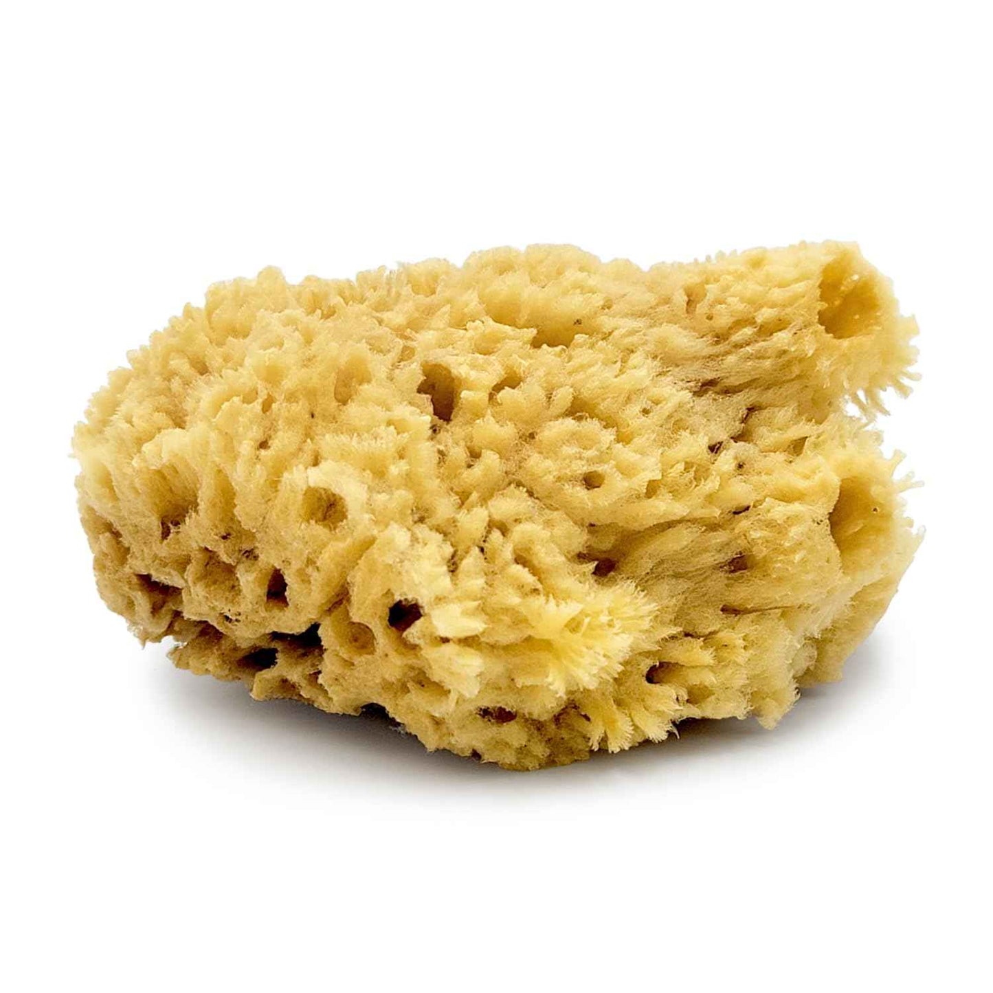 Sea Wool Sponge by Baudelaire 5.5" - Natural Sea Sponges for Bathing - Bath Sea Sponge for Shower - Natural Sea Sponge Loofah | Durable | Sustainable & Environment-Friendly Natural Sponges for Body