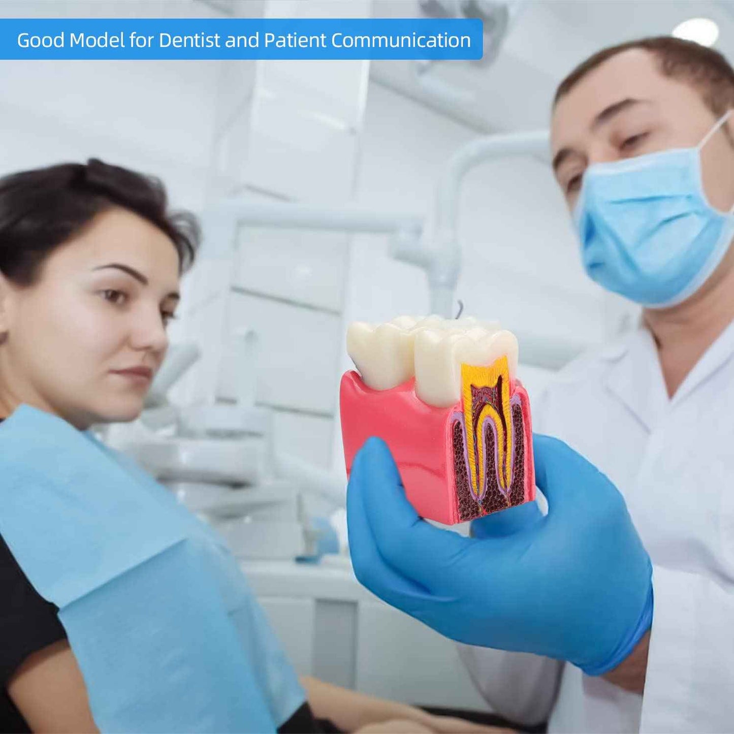 faruijie Dental Caries Tooth Model - 6 Times Caries Anatomy Dental Care Teeth Model Decay Teeth Comparative Education Model Dental Model Teaching for Patient Education