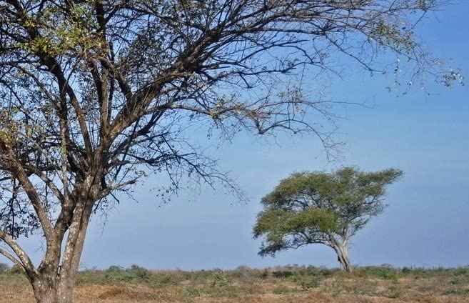 SAAFI AH ORGANICS Qasil Powder Natural Leaf Powder, exfoliates, detoxifies, Helps with clogged pores and Blemishes. soap,Used as a Shampoo. (Large 5 oz)