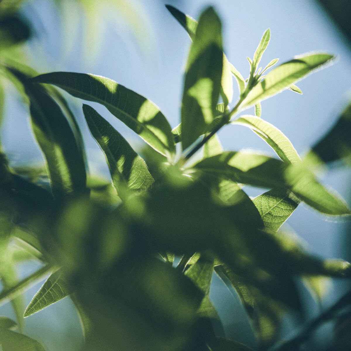 L’OCCITANE Cleansing Bath & Shower Gel: Citrus Verbena, Gently Cleanse and Delicately Perfume the Skin, Made in France