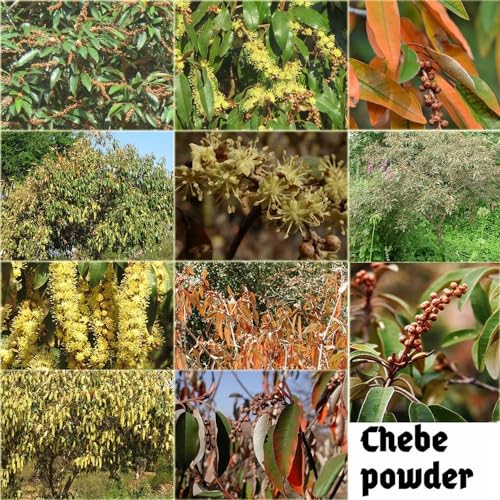 West African Scalp Awaken Oil - Herbal Blend for Kinky & Coily Hair