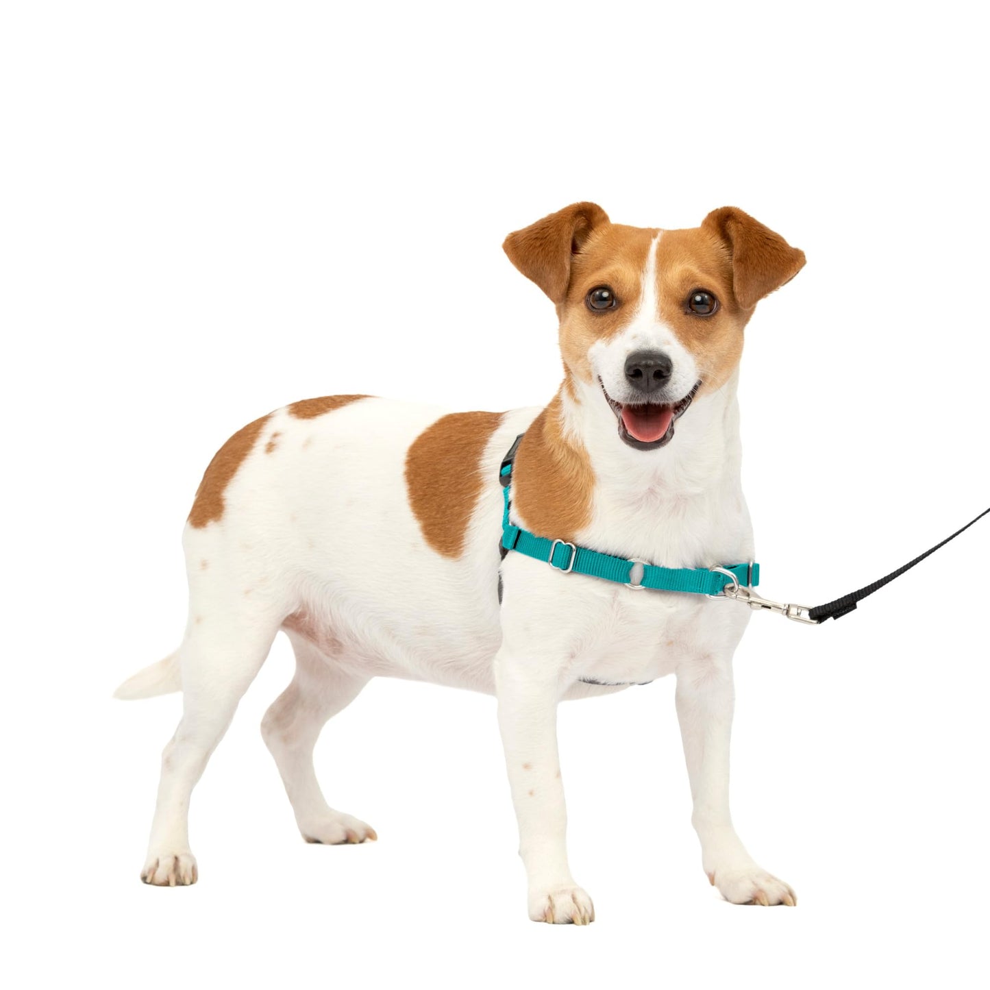 PetSafe Easy Walk No-Pull Dog Harness - The Ultimate Harness to Help Stop Pulling - Take Control & Teach Better Leash Manners - Helps Prevent Pets Pulling on Walks, Small, Teal/Gray