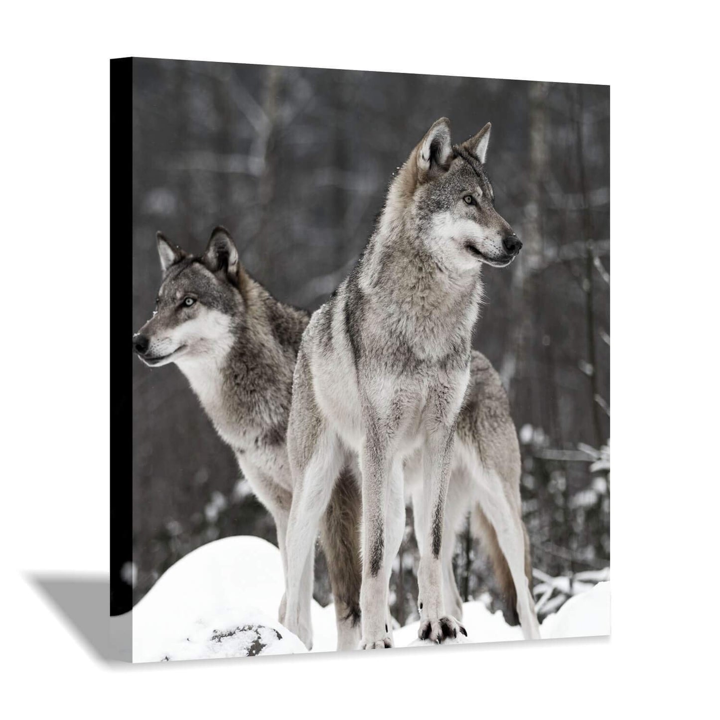 Wolf Artwork Canvas Wall Art: Wildlife Painting Pictures for Office or Living Room Decoration (24'' x 24'')