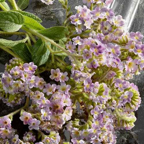 Dolce&Gabbana Q Intense, Eau De Parfum Spray, For Women