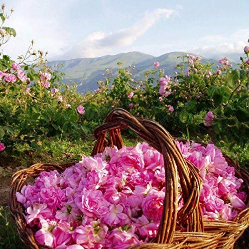 Bulgarian Rose Body Soap with Natural Rose Oil and Water, Moisturizing for Gentle Soft Skin, Cleansiing and Nourishing, Hydrating all skin types