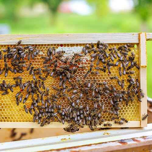 Beehive Waxed Coated Foundation Sheet,5-5/8-Inch Medium Beeswax Foundation Sheets,20 Pcs Plastic Bee Hive Foundation Sheet,Beehive Foundation Sheet Fit Medium Frame Beekeeping Supply