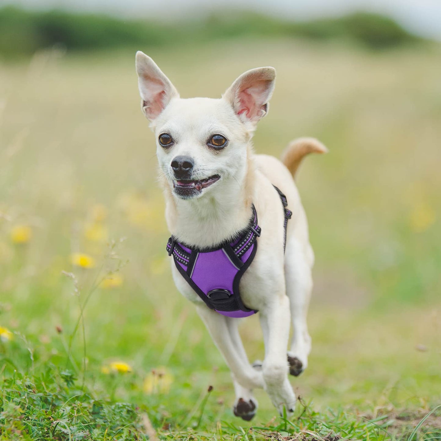 rabbitgoo Dog Harness, No-Pull Pet Harness with 2 Leash Clips, Adjustable Soft Padded Dog Vest, Reflective No-Choke Pet Oxford Vest with Easy Control Handle for Small Dogs, Purple,XS