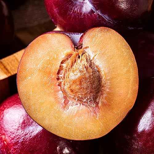 Nativa SPA by O Boticario Plum Body Oil, Enriched with Purified Quinoa Drops to Boost Hydration, 6.8 Ounce