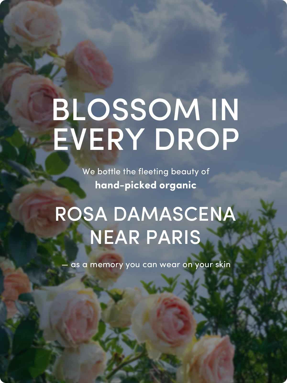 Kustie Rose Petal Body Wash – 342 Real Bulgarian Petals & Essential Oils | Squalane, Hyaluronic & Niacinamide Cleanser | Vegan, Sulfate-Free, Long-Lasting Scent | 12.8 Fl Oz