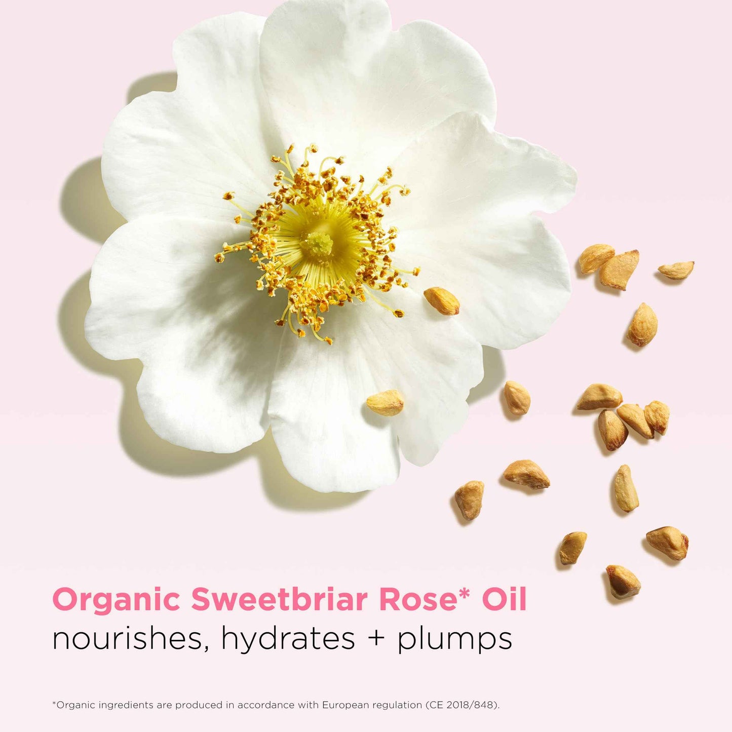 Clarins Lip Oil Balm | Nourishes, Hydrates, and Visibly Plumps | Natural, Sheer Finish and Shine | 99% Skincare Formula and 96% Natural Ingredients | Contains Hydrating Peptide | 0.1 Oz, 01 Pale Pink