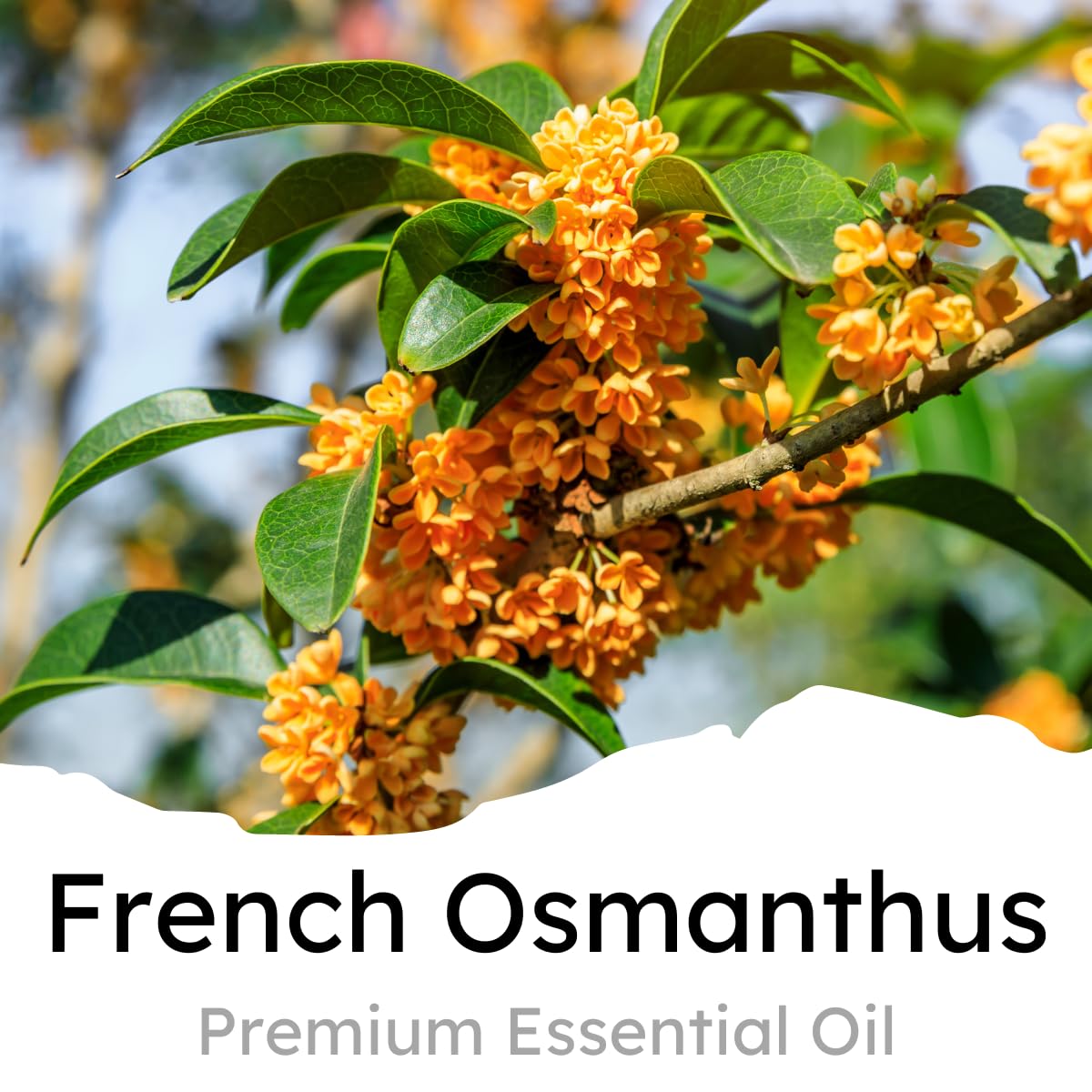 Air Jungles French Osmanthus Scent Car Air Freshener Clip, 6 Car Freshener Vent Clips, 4ml Each, Long Lasting Air Freshener for Car, Up to 180 Days Car Refresher Odor Eliminator