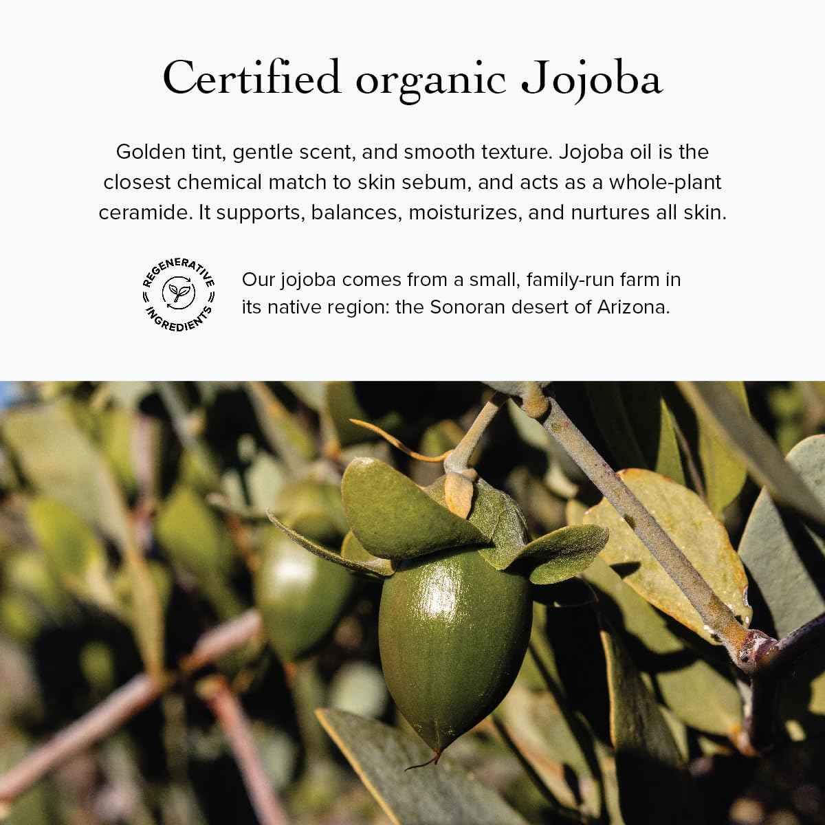 evanhealy Nettle Olive Leaf Cleansing Oil | Organic Facial Oil-Cleanser for Makeup, Cosmetics, Sunscreen | Gentle Esssential OilFree Cleanser for Sensitive, Congested Skin