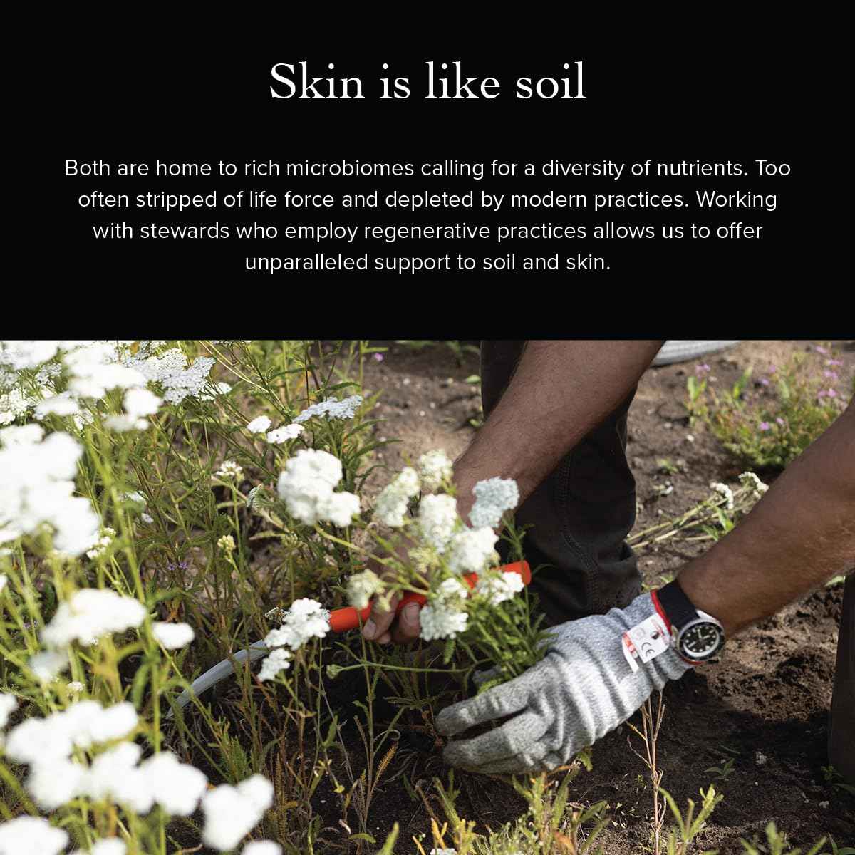 evanhealy Nettle Olive Leaf Cleansing Oil | Organic Facial Oil-Cleanser for Makeup, Cosmetics, Sunscreen | Gentle Esssential OilFree Cleanser for Sensitive, Congested Skin