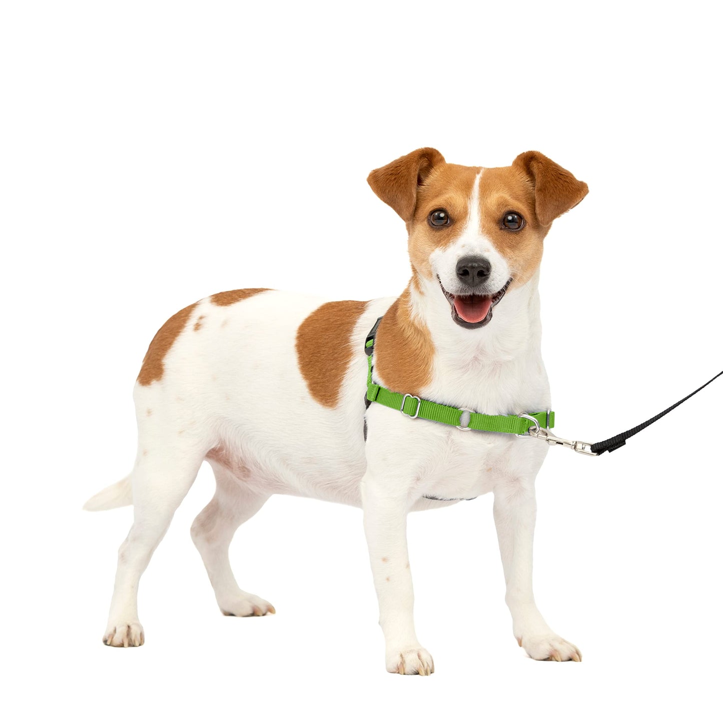 PetSafe Easy Walk No-Pull Dog Harness - The Ultimate Harness to Help Stop Pulling - Take Control & Teach Better Leash Manners - Helps Prevent Pets Pulling on Walks, Small, Apple Green/Gray