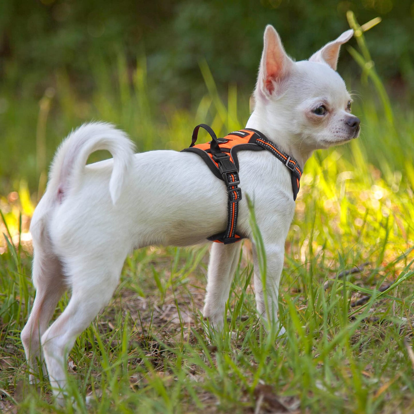 rabbitgoo Dog Harness, No-Pull Pet Harness with 2 Leash Clips, Adjustable Soft Padded Dog Vest, Reflective No-Choke Pet Oxford Vest with Easy Control Handle for Small Dogs, Orange,XS