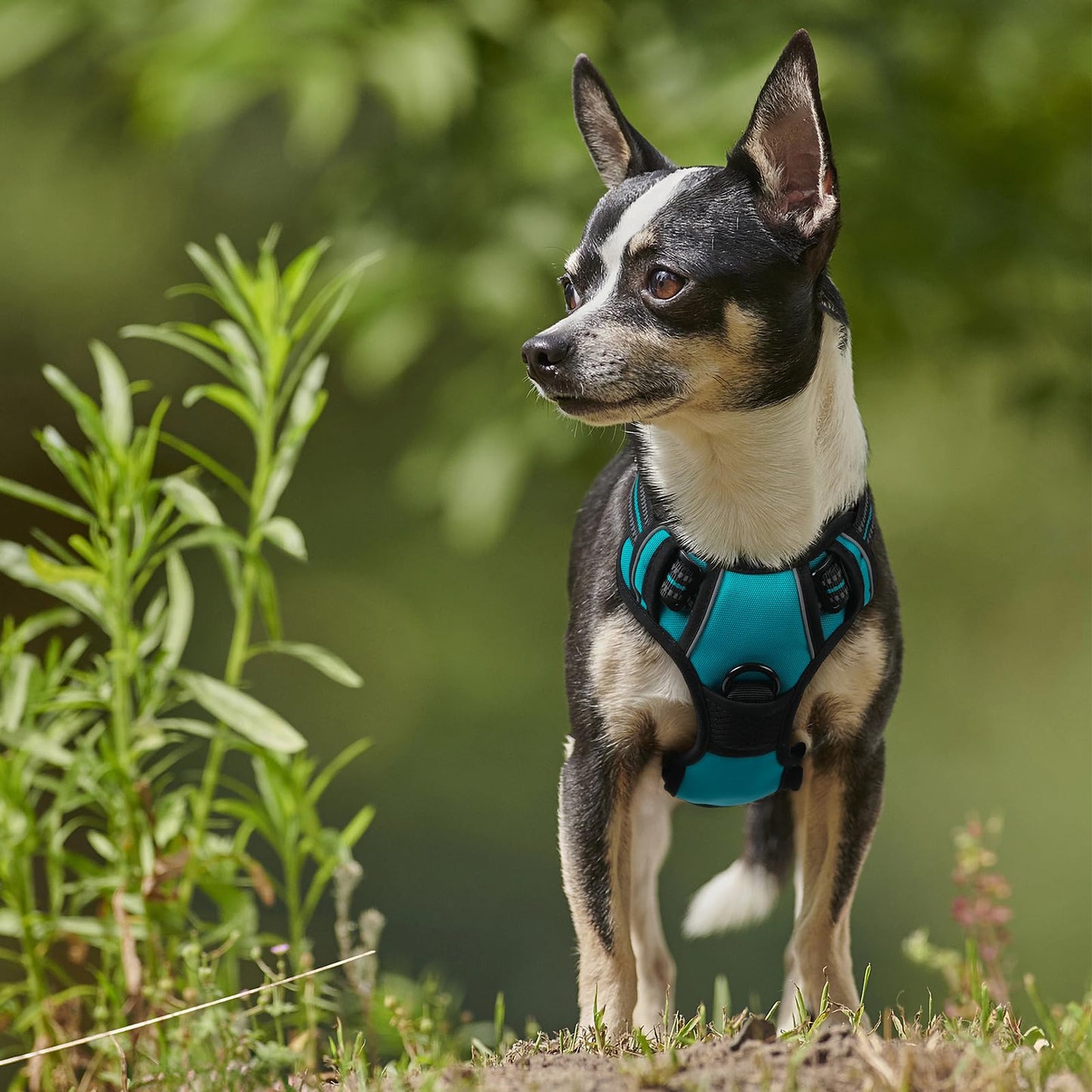 rabbitgoo Dog Harness, No-Pull Pet Harness with 2 Leash Clips, Adjustable Soft Padded Dog Vest, Reflective No-Choke Pet Oxford Vest with Easy Control Handle for Large Dogs, Teal, X-Small