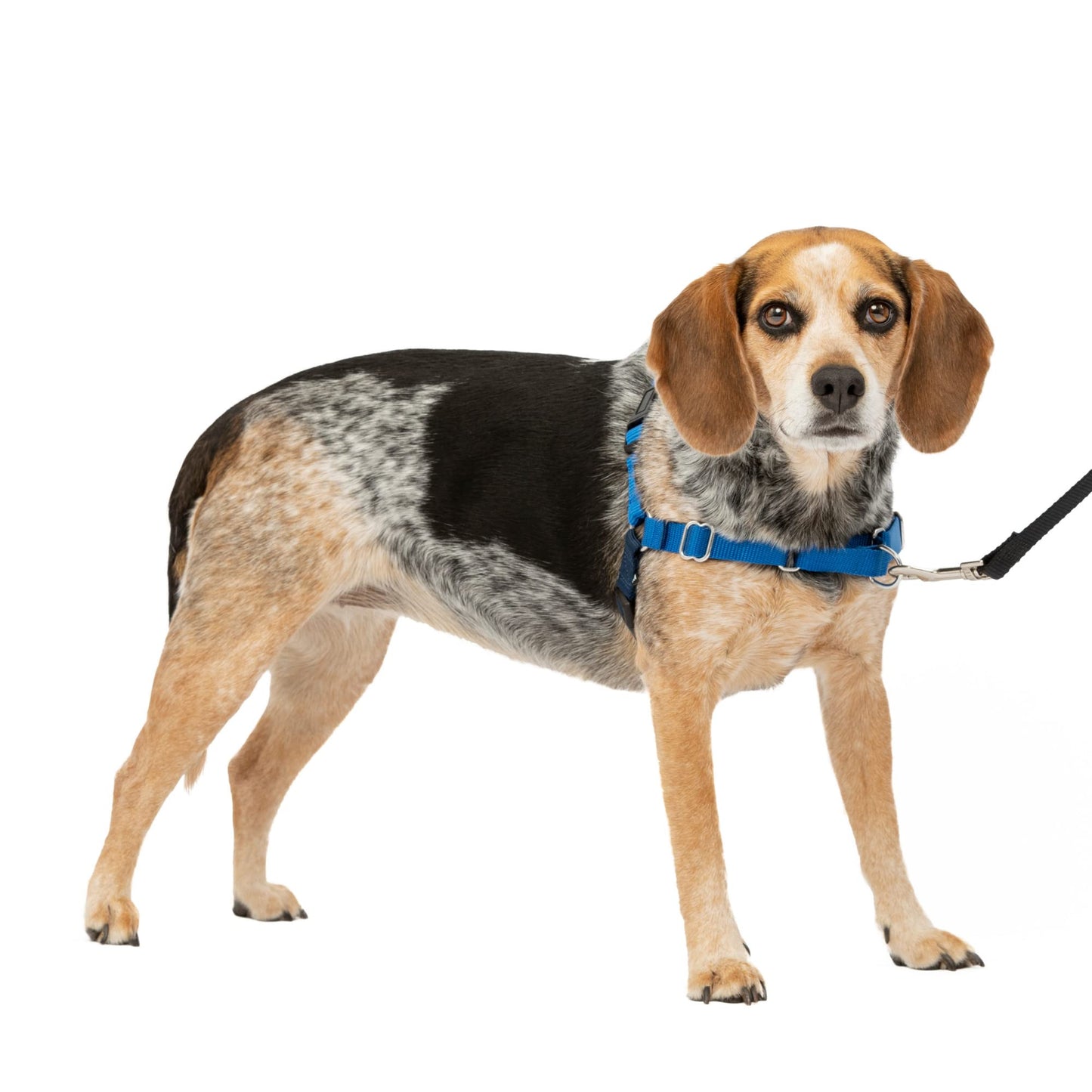 PetSafe Easy Walk No-Pull Dog Harness - The Ultimate Harness to Help Stop Pulling - Take Control & Teach Better Leash Manners - Helps Prevent Pets Pulling on Walks, Small/Medium, Royal Blue/Navy Blue