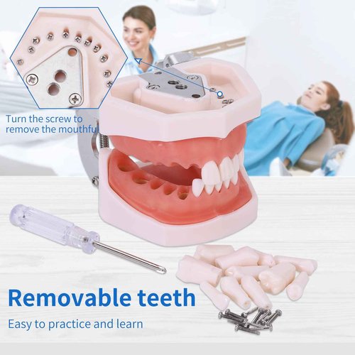 faruijie Typodont Teeth Model - Removable Tooth Teach Practice Model Teaching Study Typodont Demonstration Model Come with a Small Screwdriver