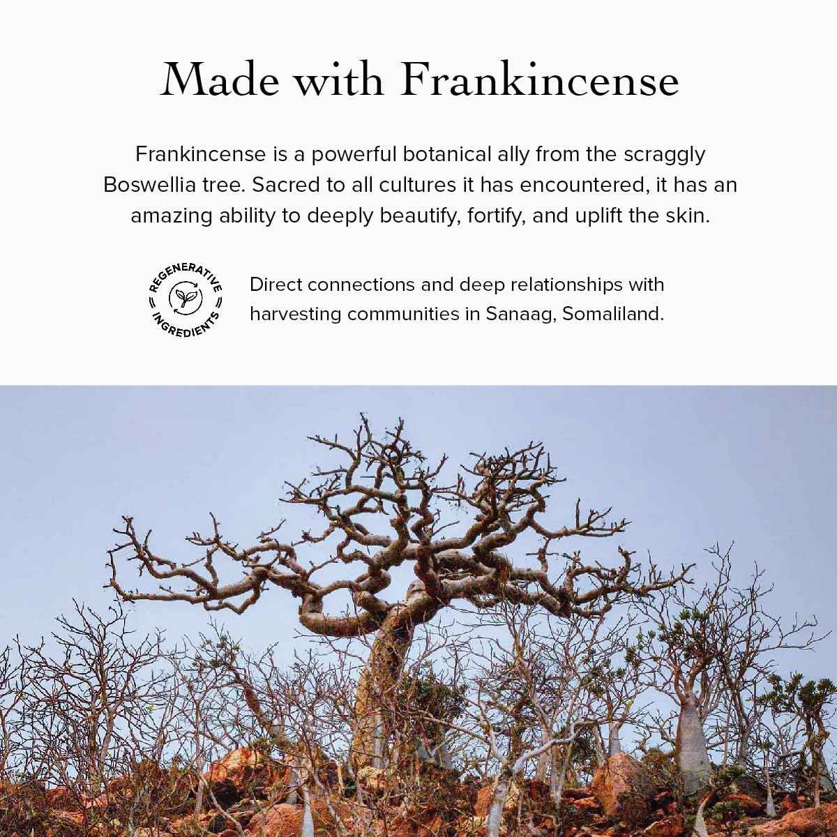 evanhealy Argan Intensive Serum | Handcrafted Argan Oil with Organic Essential Oils | Nurturing & Rejuvenating Treatment for All Skin Types