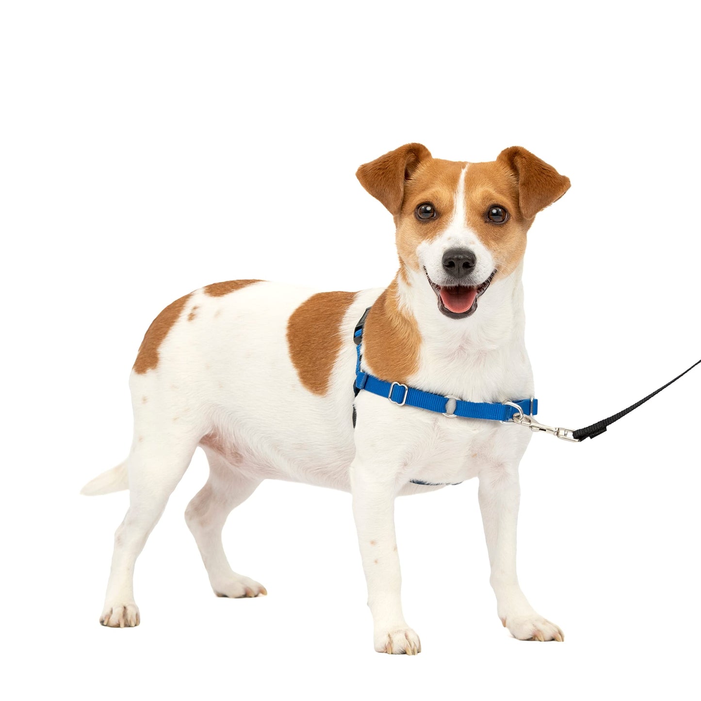 PetSafe Easy Walk No-Pull Dog Harness - The Ultimate Harness to Help Stop Pulling - Take Control & Teach Better Leash Manners - Helps Prevent Pets Pulling on Walks, Small, Royal Blue/Navy Blue