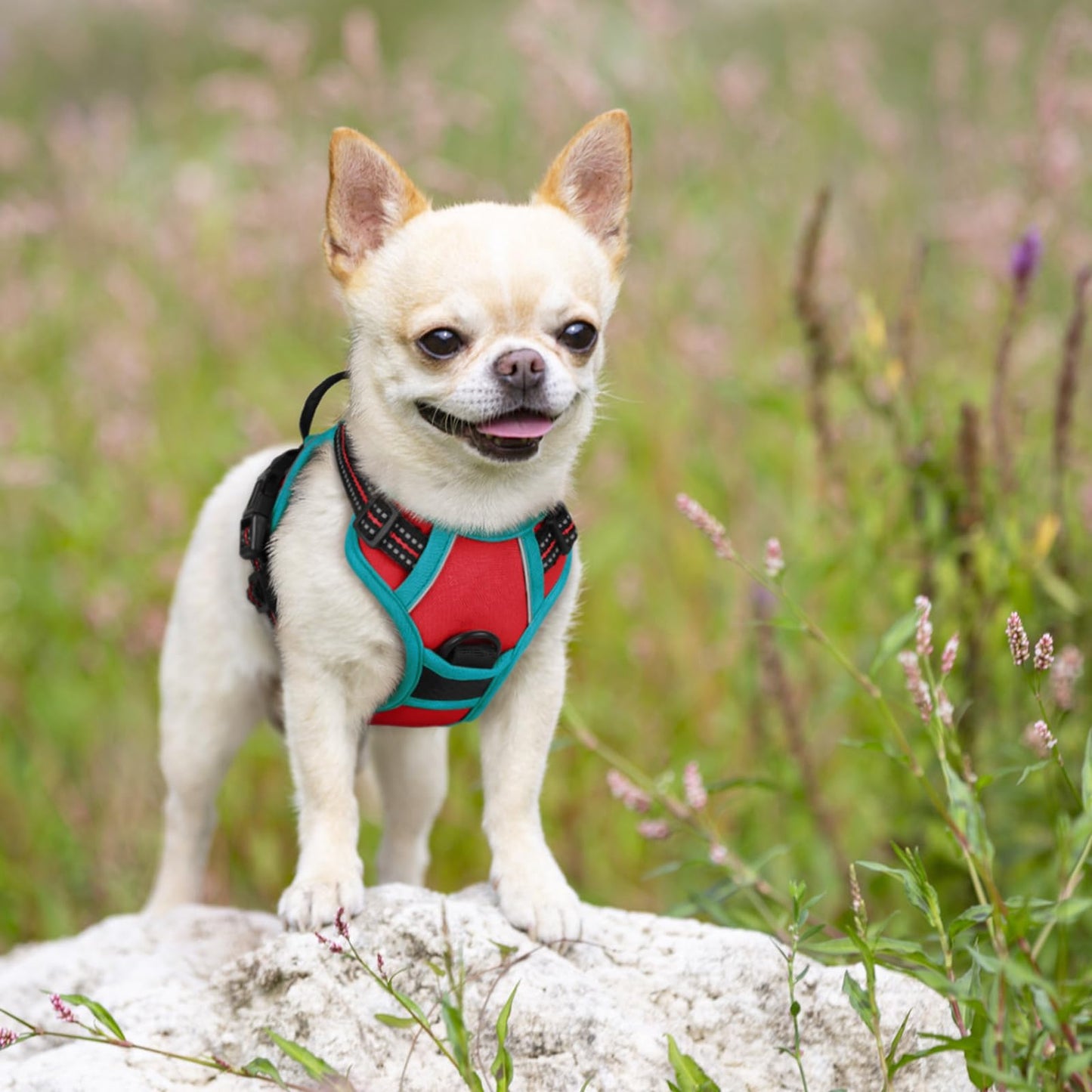 rabbitgoo Dog Harness, No-Pull Pet Harness with 2 Leash Clips, Adjustable Soft Padded Dog Vest, Reflective No-Choke Pet Oxford Vest with Easy Control Handle for Large Dogs, Red & Teal, X-Small