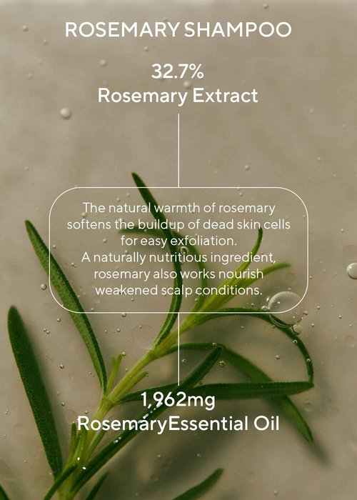 AROMATICA Rosemary Scalp Scaling Shampoo and Conditioner Set 13.53 fl.oz each – Vegan Korean Hair Care Gift Set for Woman with Rosemary Oil. Sulfate Free Shampoo Conditioner For Hair Growth