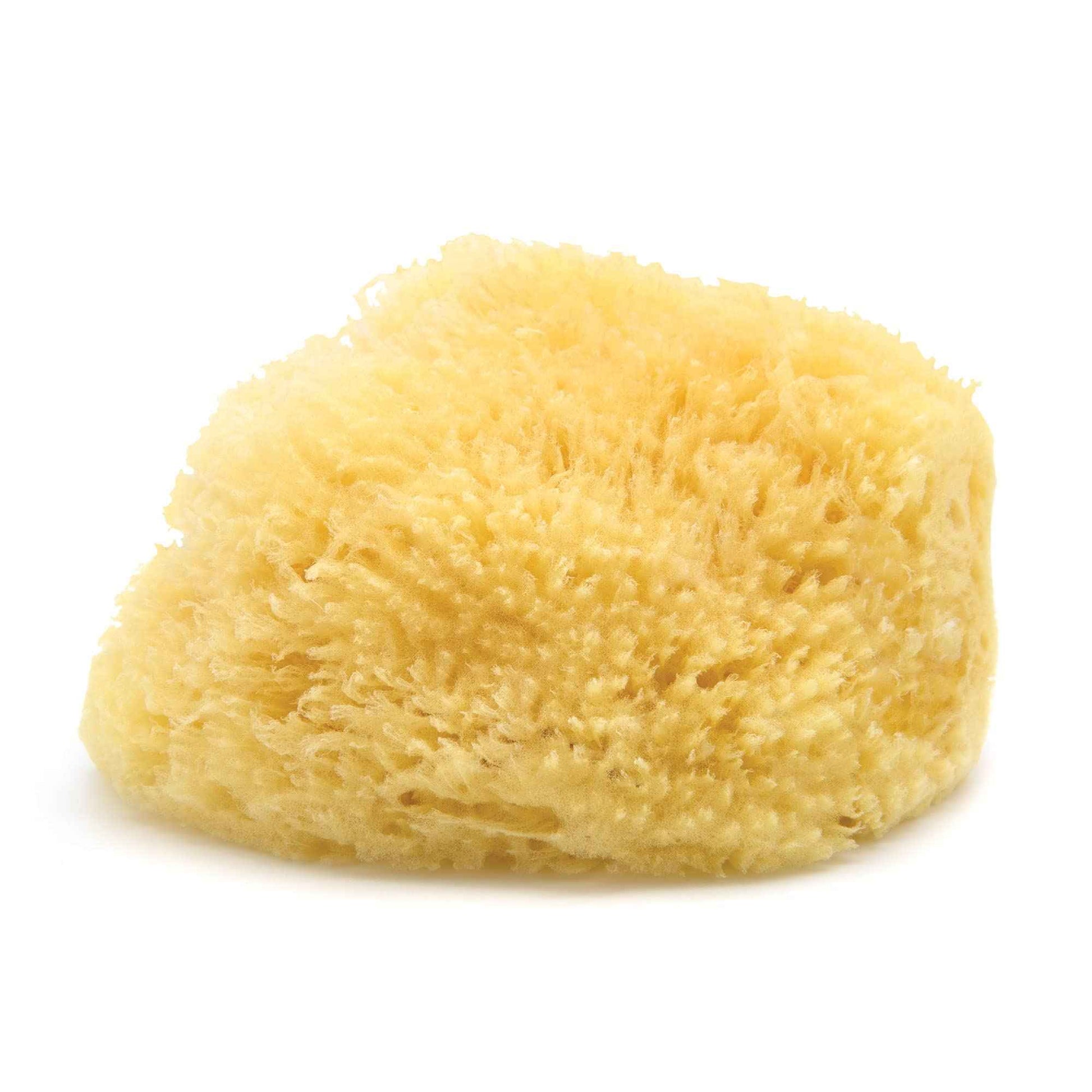 Neptune Sea Wool Sponge – Natural Mediterranean Bath Sponge, Hand-Cut, Extra-Large, Approx. 8-9", Gentle Exfoliation for Body & Skincare