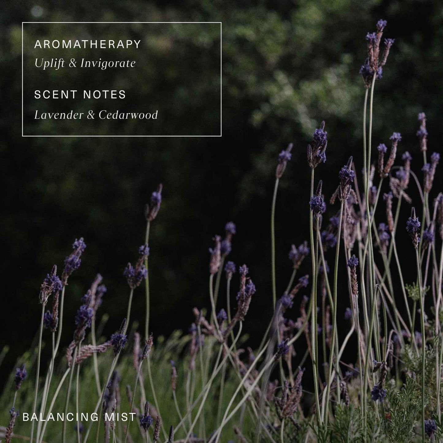 Oak Essentials Balancing Mist | Antioxidant-Rich Rose Water & Aloe Toning Face Mist That Helps Hydrate, Calm, and Refresh, 3.4 Fl Oz