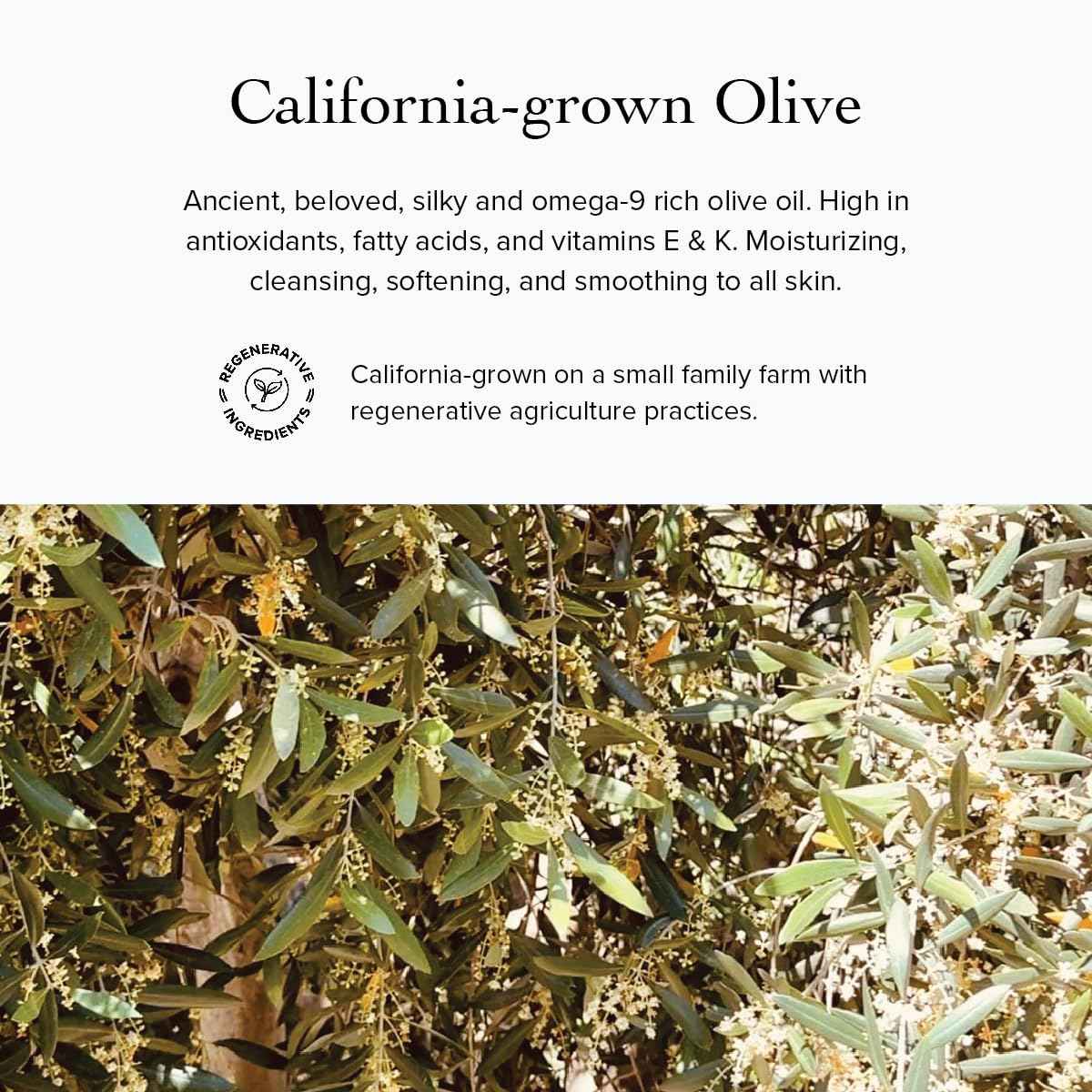 evanhealy Nettle Olive Leaf Cleansing Oil | Organic Facial Oil-Cleanser for Makeup, Cosmetics, Sunscreen | Gentle Esssential OilFree Cleanser for Sensitive, Congested Skin