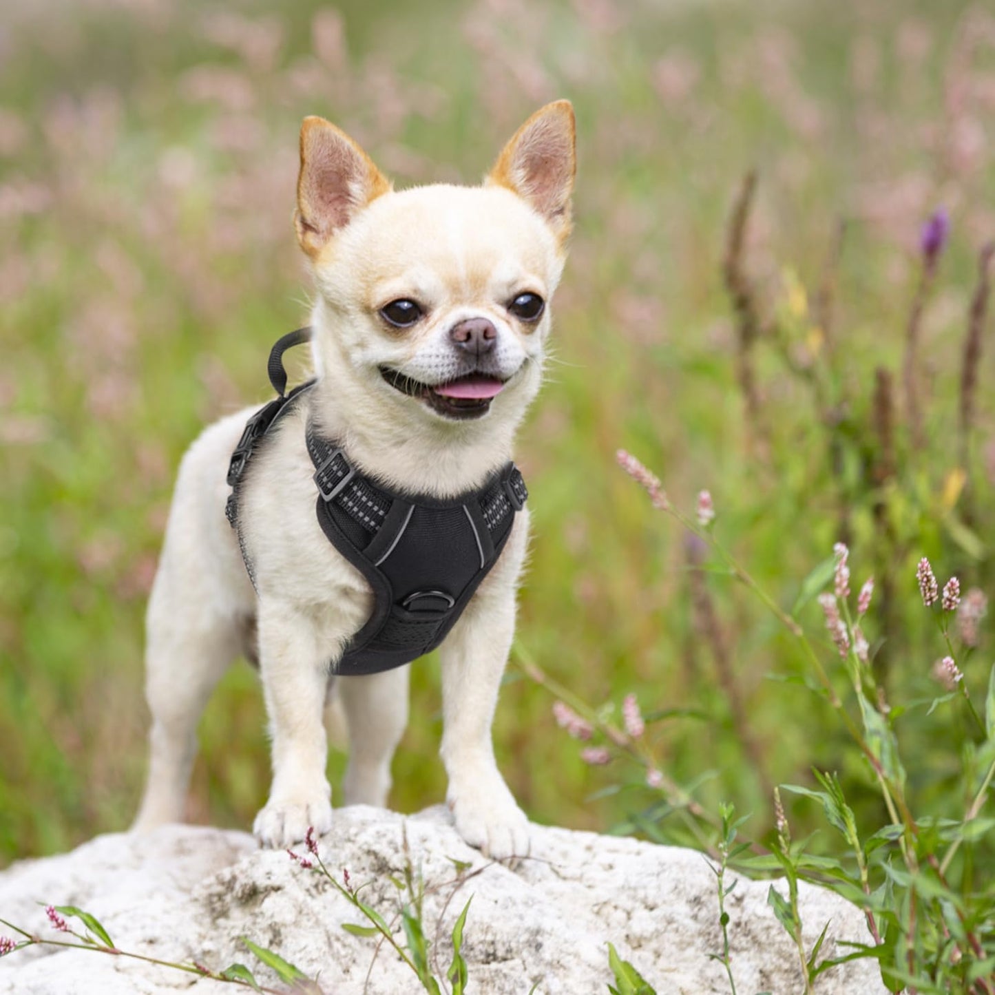 rabbitgoo Dog Harness, No-Pull Pet Harness with 2 Leash Clips, Adjustable Soft Padded Dog Vest, Reflective No-Choke Pet Oxford Vest with Easy Control Handle for Small Dogs, Black, X-Small