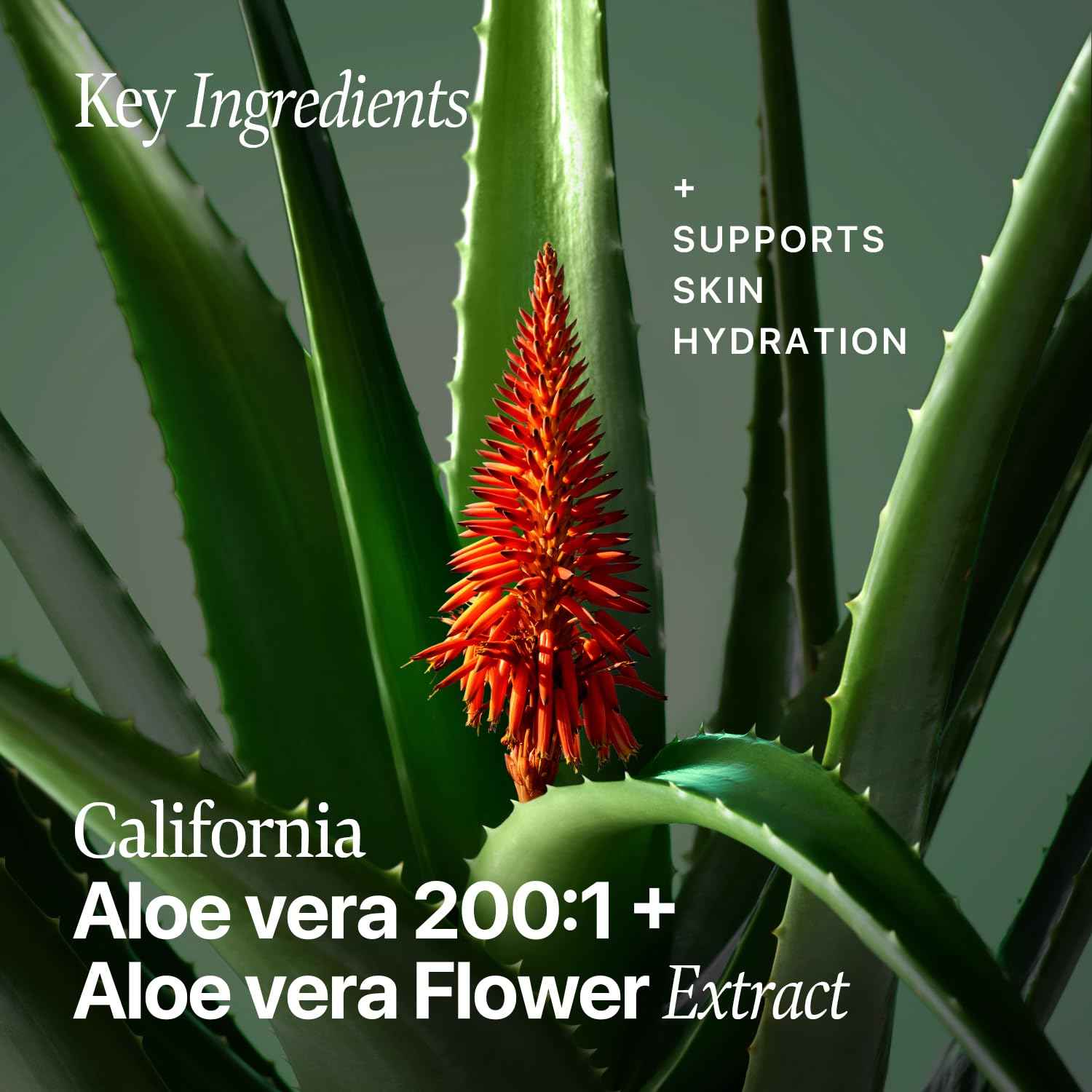 Nature Republic Soothing Moisture Aloe Vera Gram 1 (1.69 Fl Oz, Essence)