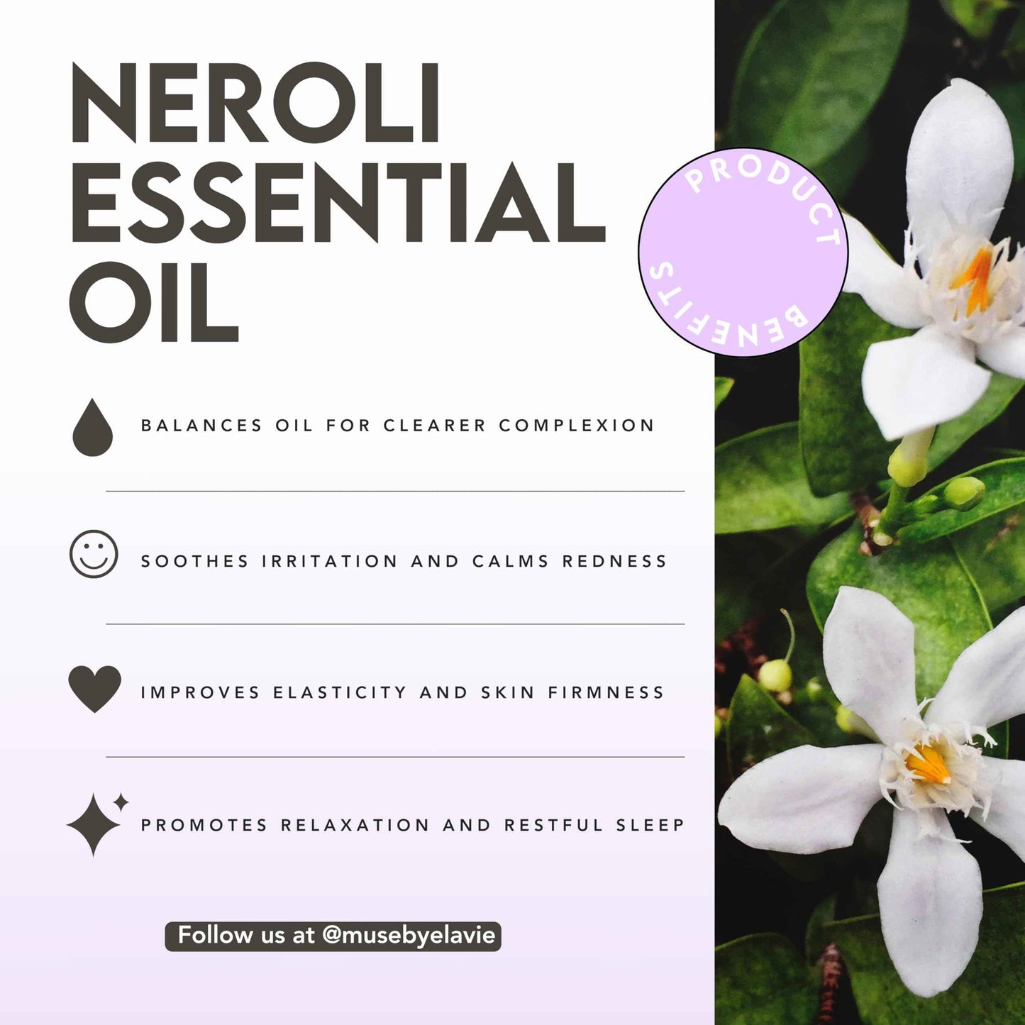 Muse by Elavié - Advanced Night Serum – 1% Squalane for Deep Hydration & Skin Repair, Overnight Recovery for Fine Lines & Dryness, Lightweight, Fast-Absorbing Formula - 1 oz