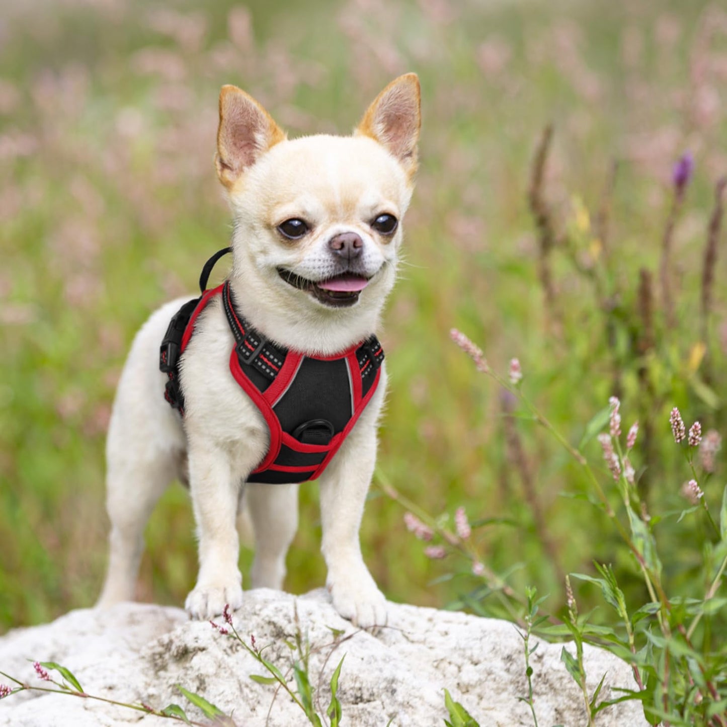 rabbitgoo Dog Harness, No-Pull Pet Harness with 2 Leash Clips, Adjustable Soft Padded Dog Vest, Reflective No-Choke Pet Oxford Vest with Easy Control Handle for Large Dogs, Black & Red, X-Small