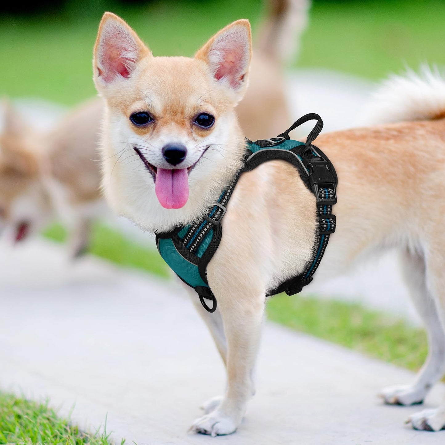 rabbitgoo Dog Harness, No-Pull Pet Harness with 2 Leash Clips, Adjustable Soft Padded Dog Vest, Reflective No-Choke Pet Oxford Vest with Easy Control Handle for Small Dogs, Blue Coral, XS