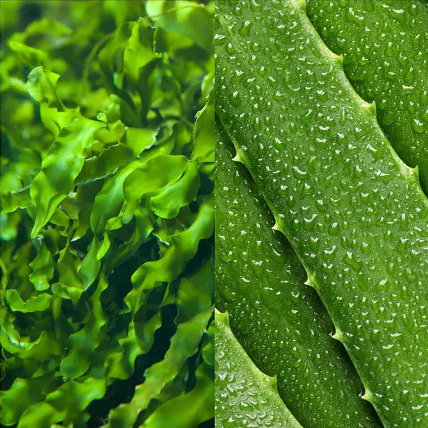 Mario Badescu Seaweed Cleansing Lotion Toner & Seaweed Night Cream Bundle – Facial Toner with Witch Hazel & Aloe Vera + Face Cream with Collagen & Hyaluronate for Hydrated, Balanced Skin Care