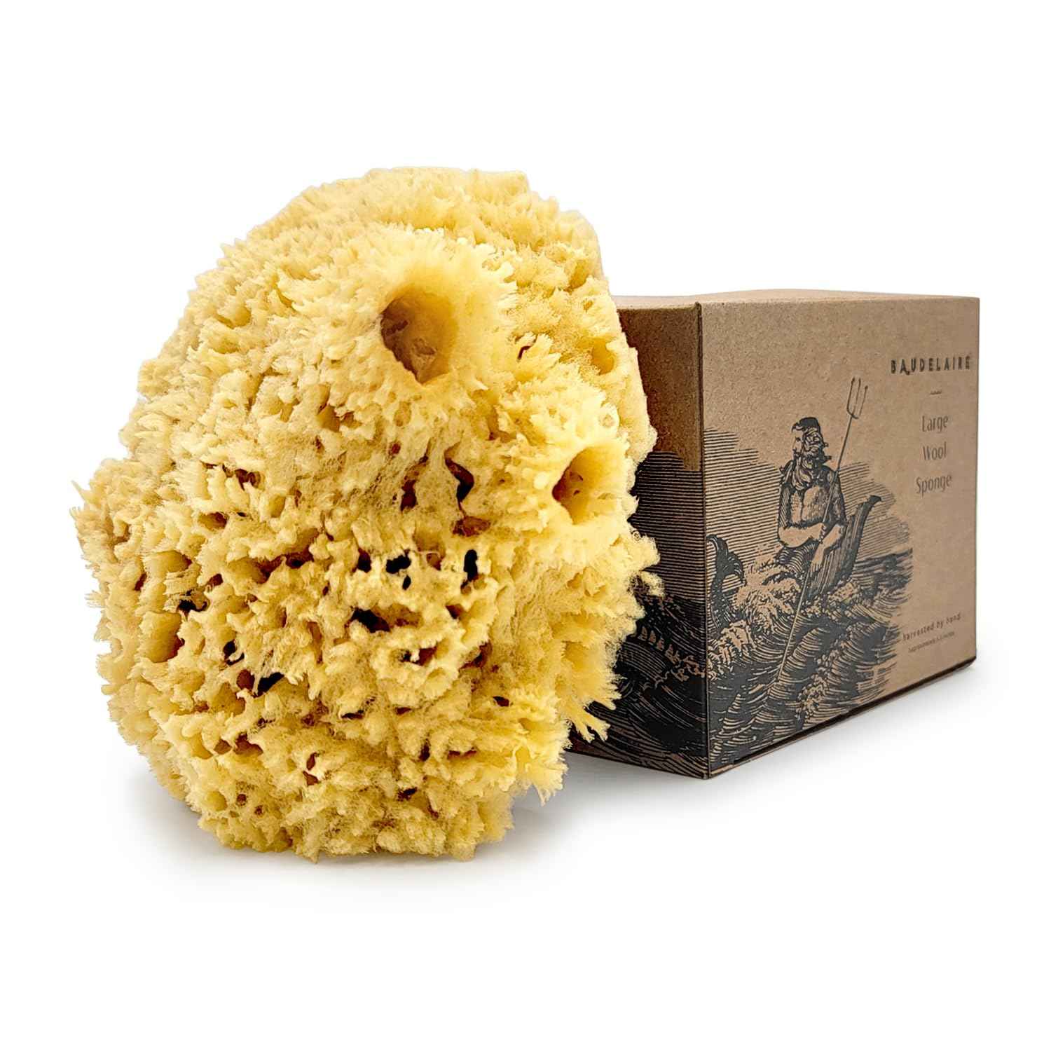 Sea Wool Sponge by Baudelaire 5.5" - Natural Sea Sponges for Bathing - Bath Sea Sponge for Shower - Natural Sea Sponge Loofah | Durable | Sustainable & Environment-Friendly Natural Sponges for Body