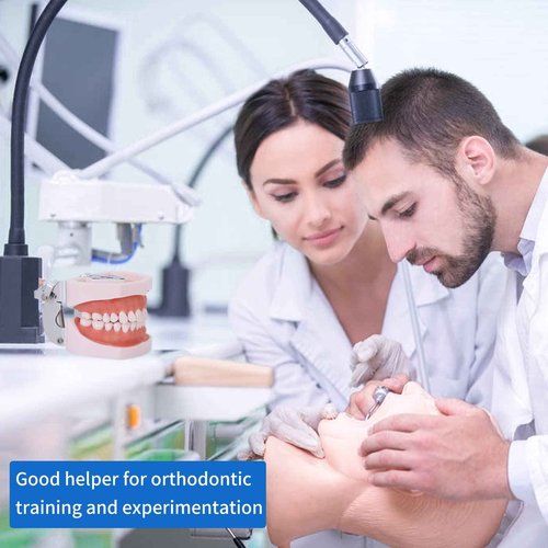 faruijie Typodont Teeth Model - Removable Tooth Teach Practice Model Teaching Study Typodont Demonstration Model Come with a Small Screwdriver