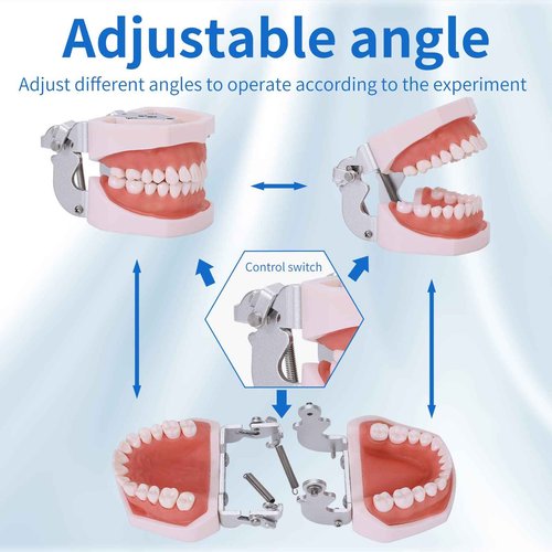 faruijie Typodont Teeth Model - Removable Tooth Teach Practice Model Teaching Study Typodont Demonstration Model Come with a Small Screwdriver