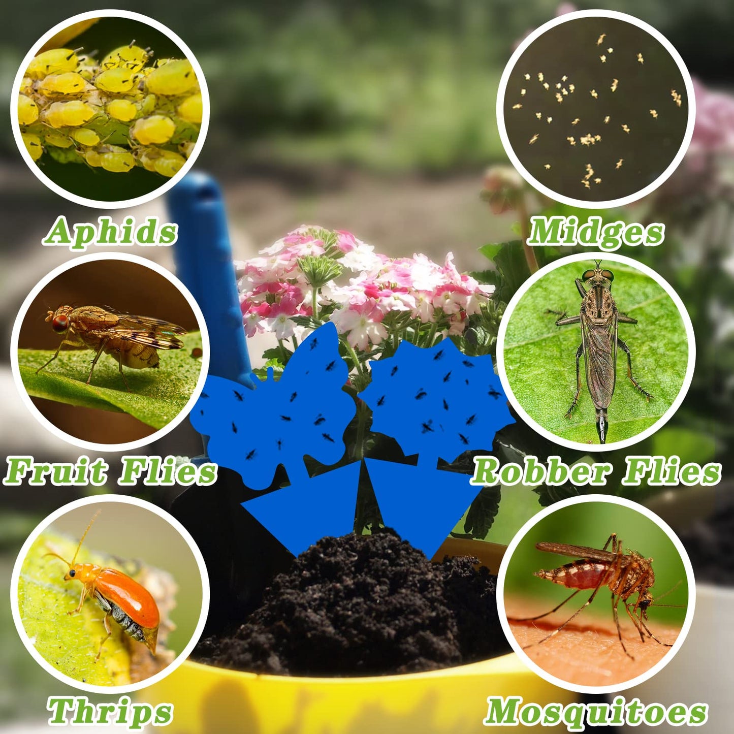 Landisun 24PCS Fruit Fly Traps Sticky Traps Fungus Gnat Traps Insect Bug Traps for Indoor Outdoor Kitchen Plants Whitefly Mosquitos Fungus Gnats Flying Insects