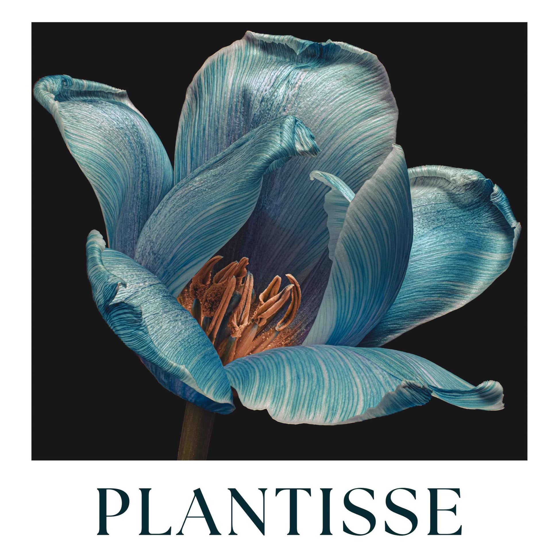 Plantisse Ageless Toner: Balancing and Hydrating Face Treatment. Refreshing Alcohol Free Facial Pore Refiner. A Perfecting Toner Rich in Vitamin C. Tonico Facial. PH Balancing with probiotics.