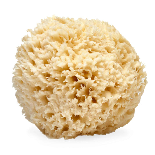 LATHER - Natural Sea Wool Sponge, 5-6" - Organic Exfoliating Body Scrubber - Soft, Gentle Cleansing - Hypoallergenic - All Skin Types - Florida Natural Loofah Sponge - Cruelty Free - Beauty & Skincare