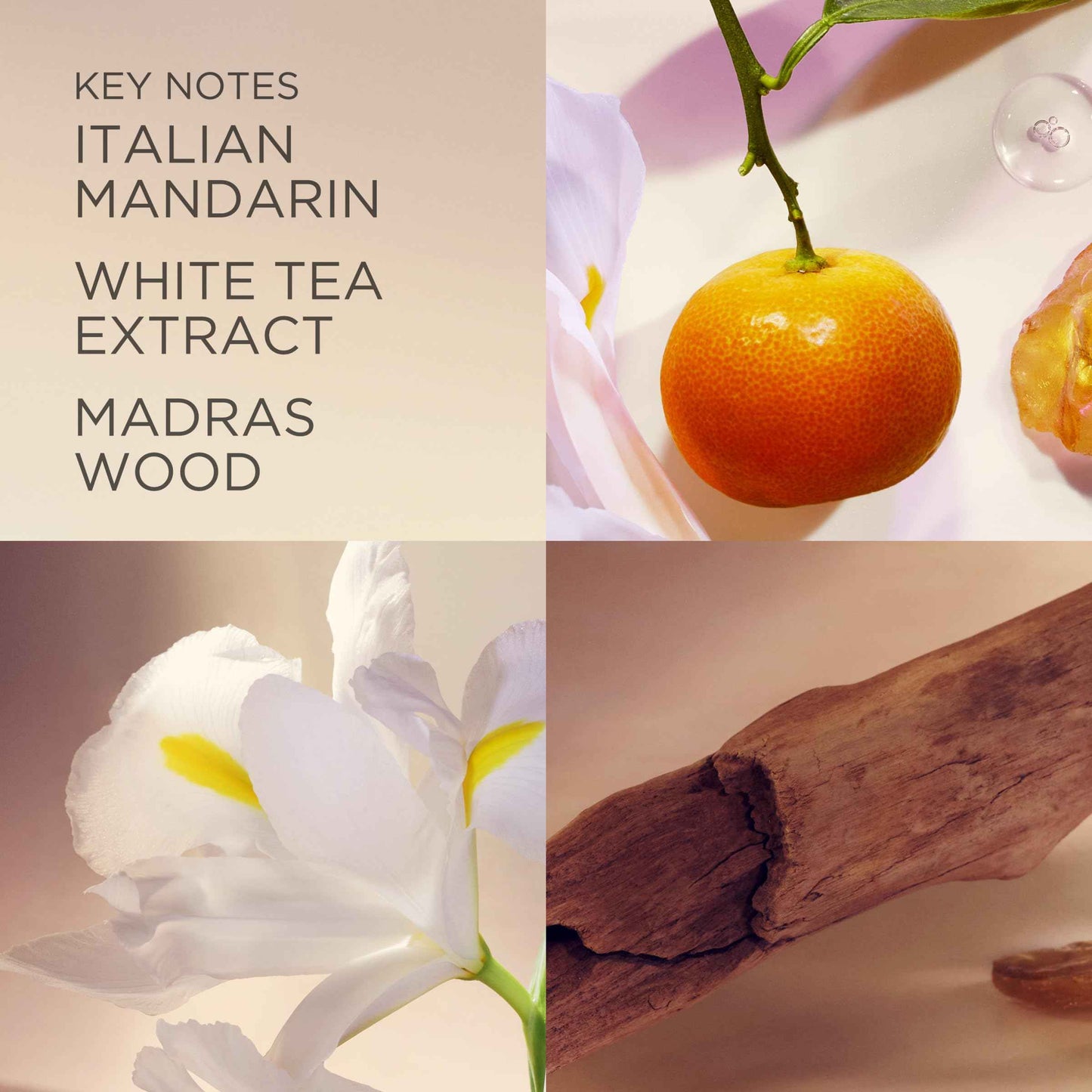 Elizabeth Arden White Tea, Women's Cream Deodorant, 1.5 Oz, Pack of 1