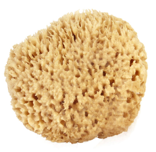 Sea Wool Sponge 6-7" (X-Large) by Bath & Shower Express ® Natural Renewable Resource Esponja for Body, Genuine Exfoliating Skin Wash
