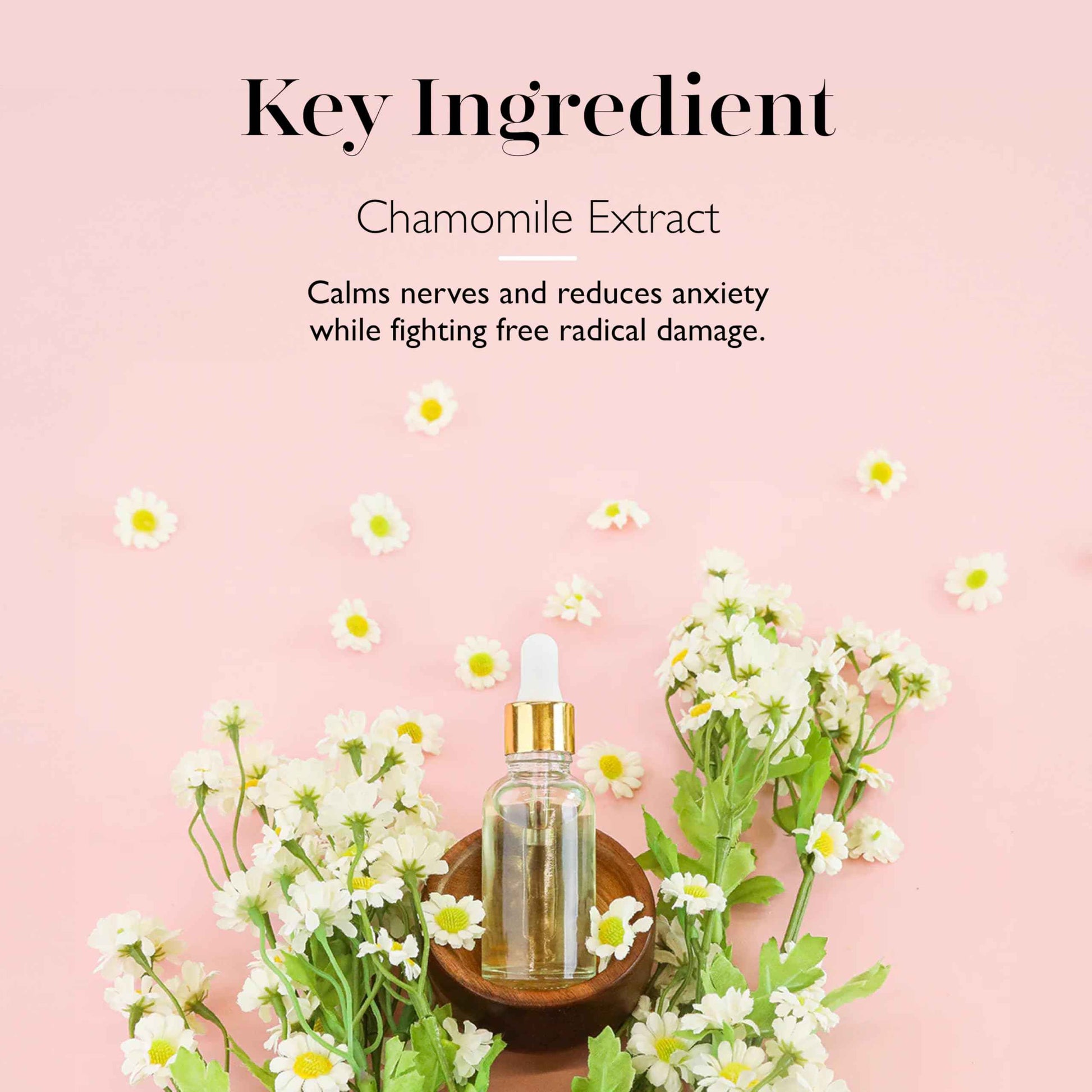 Spongelle Sea Animals Walter Whale, Sammy Shark and Freddie Frog Buffer Bundles